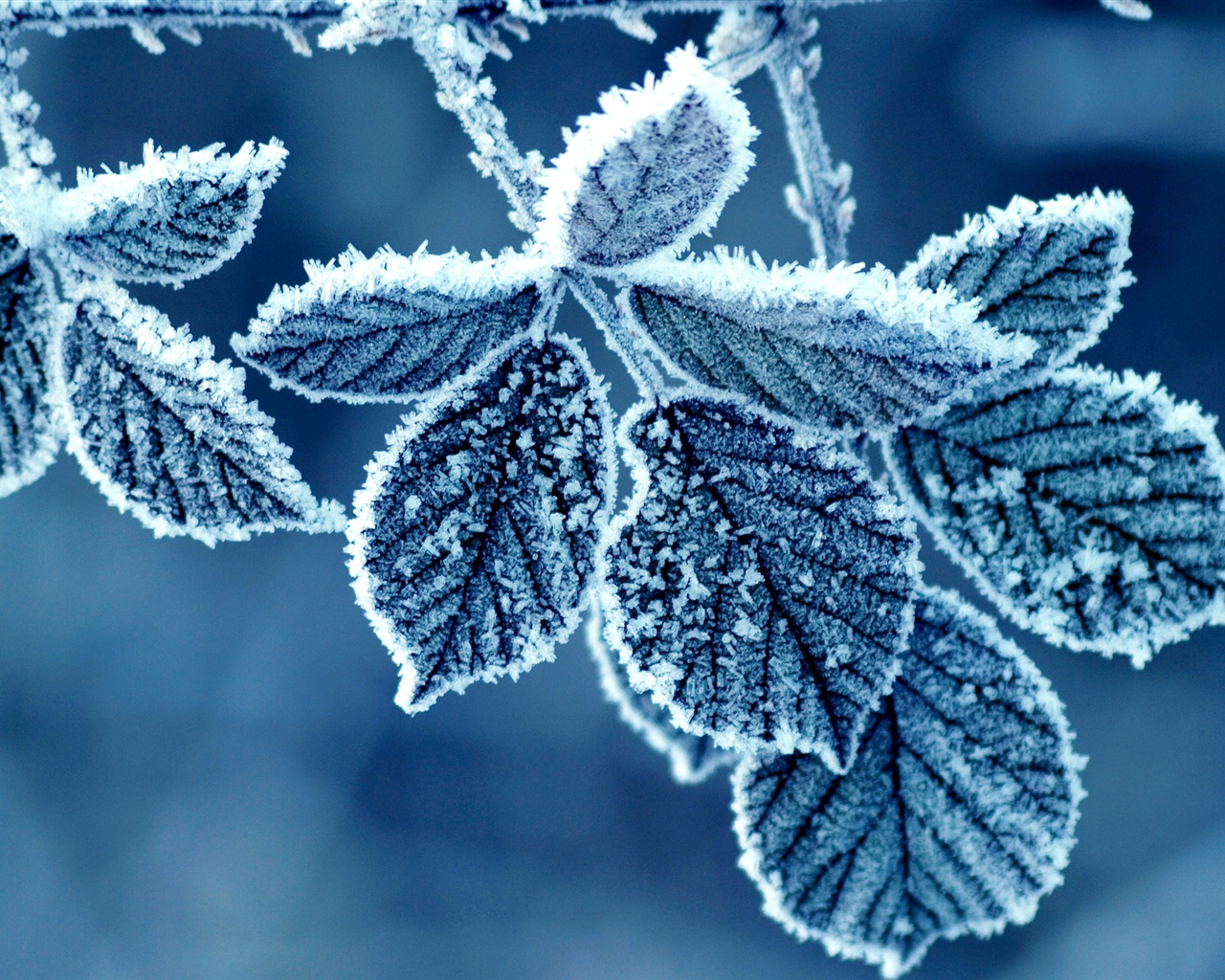 Cold-winter-morning-frost-leaves_1280x1024