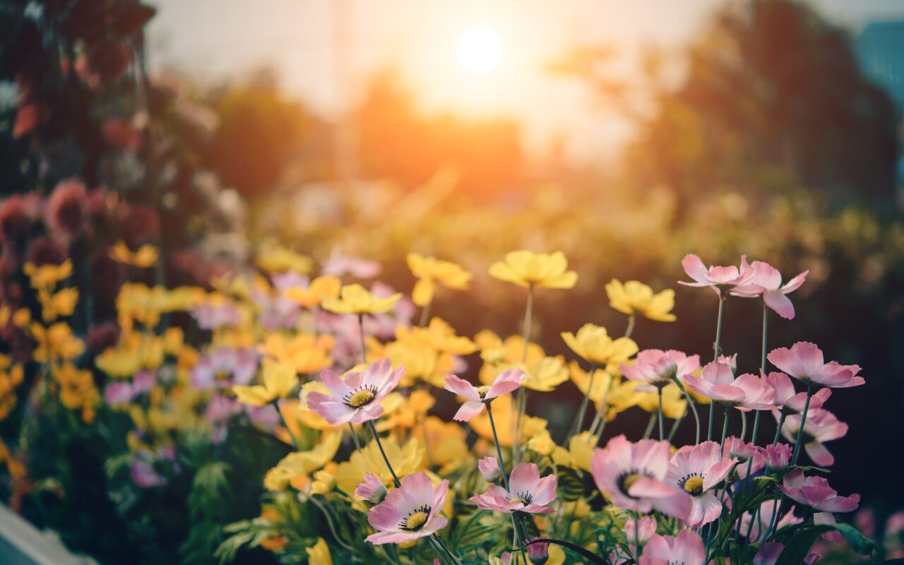 primavera