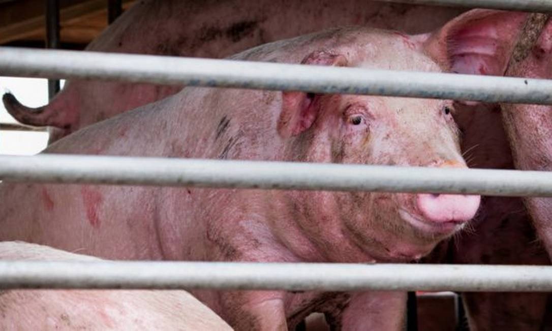x6.jpg.pagespeed.ic.LoDDh8KSDO