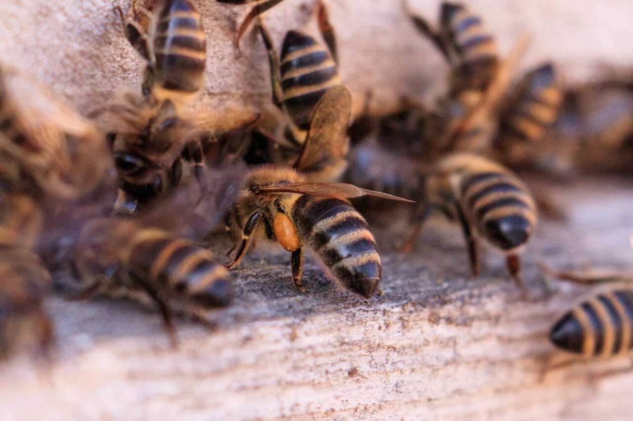 A closeup shot of many bees on a wooden surface