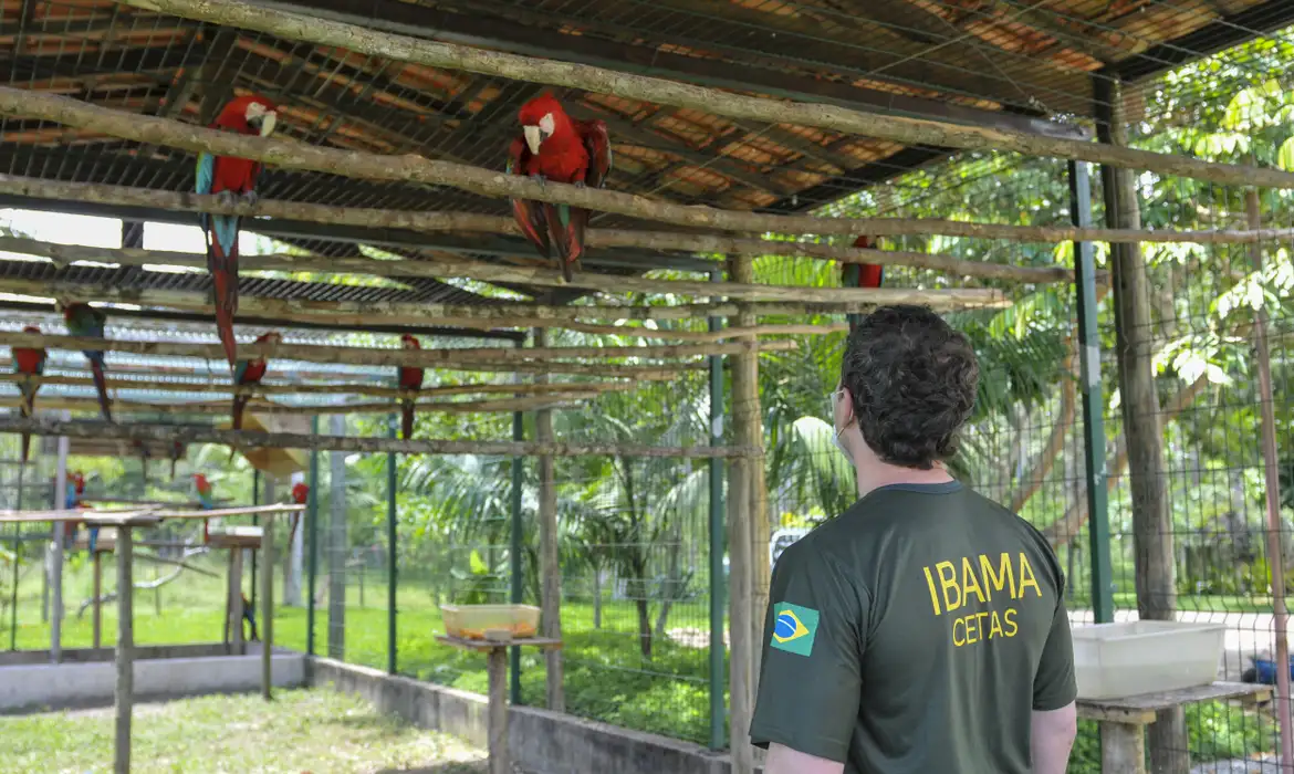 Foto: divulgação/Ibama