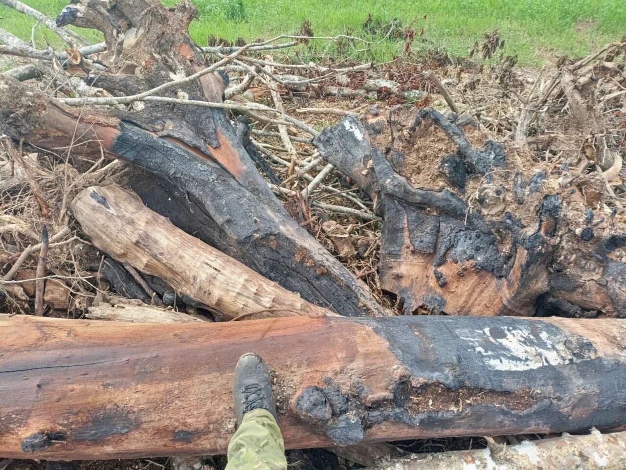 Foto: Divulgação Polícia Ambiental