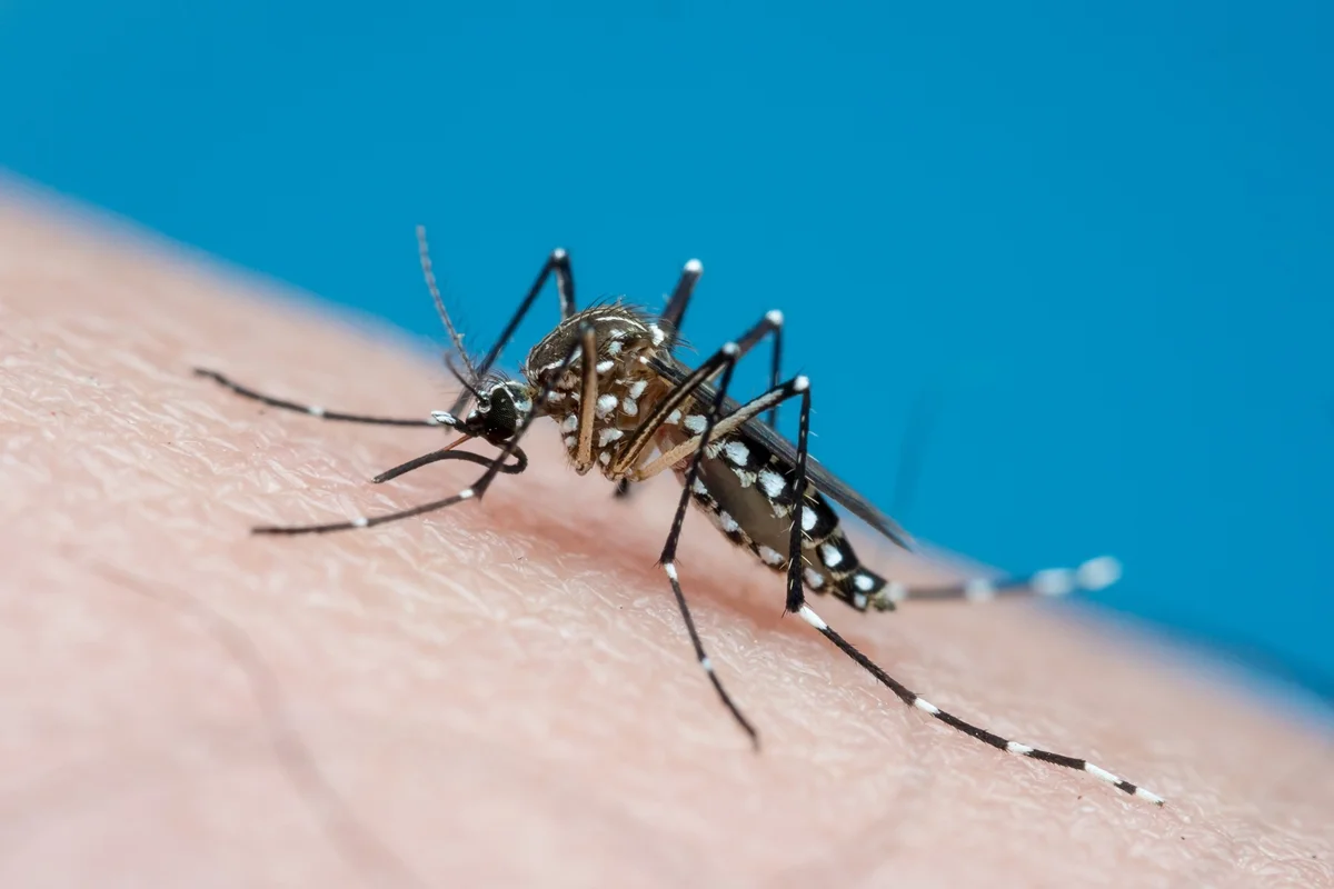 dengue-9