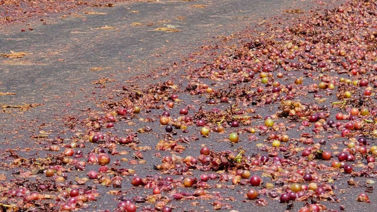uvas2