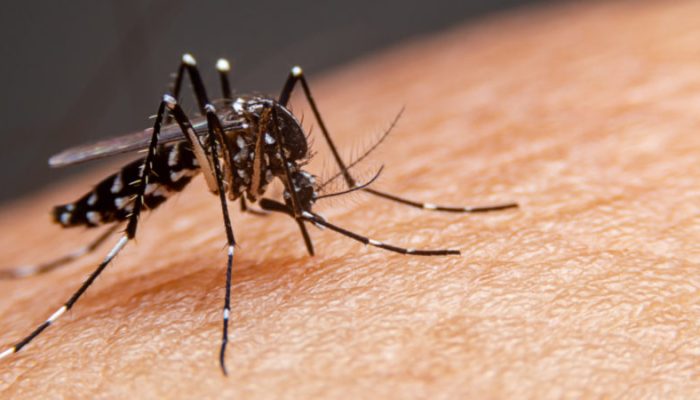 Striped mosquitoes are eating blood on human skin. Mosquitoes are carriers of dengue fever and malaria.Dengue fever is very widespread during the rainy season.