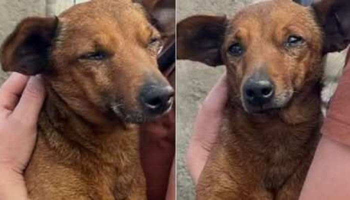 11467047162480331538