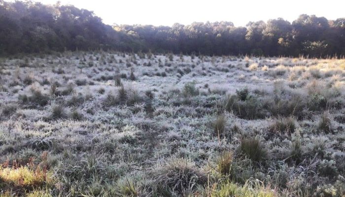 Foto: Paulo Henrique Pinheiro.