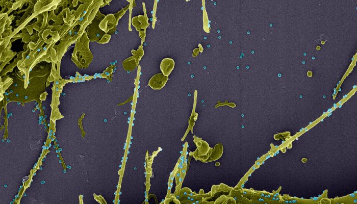 121668627_1730516200439194_6907298731870680210_o