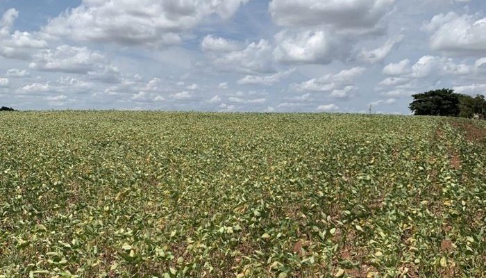 Lavoura de soja em Tupanciretã, um dos municípios afetados pela falta de chuva, receberá verba de R$ 354,4 mil
Gisele Loeblein / Agencia RBS