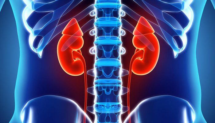 Rins são responsáveis por filtrar e eliminar impurezas e toxinas do nosso organismo
yodiyim / stock.adobe.com