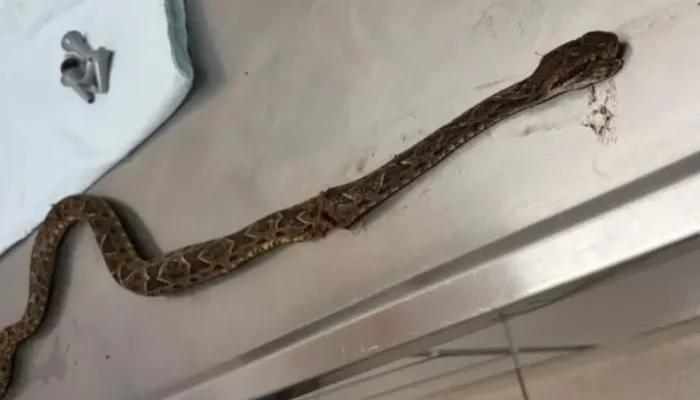 Imagem: Observador Regional.