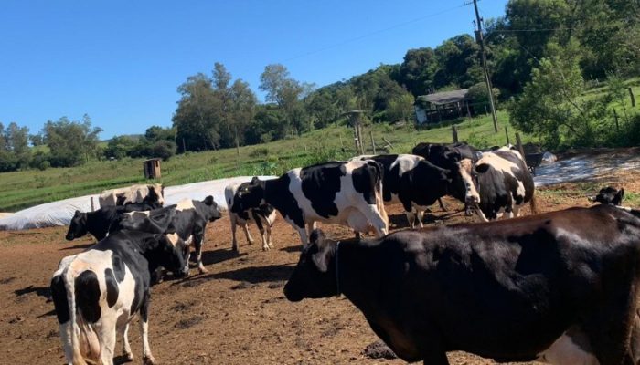 Situação atual do controle da tuberculose bovina no Brasil será abordada no evento. Foto: Divulgação/Seapdr