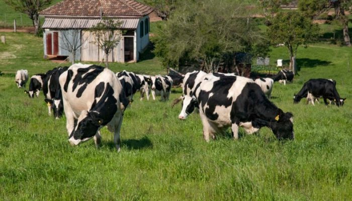 Foto: Fernando Dias/Seapdr