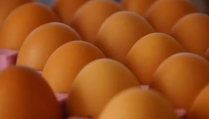 24022025-ovos-ok-1024x683.png