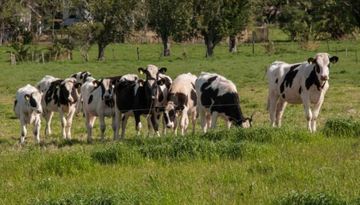 Participantes do programa podem comprar sementes de espécies forrageiras, que são usadas para pastagem do gado - Foto: Fernando Dias/Ascom Seapdr