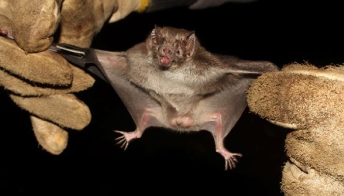 Morcego hematófago da espécie Desmodus rotundus - Foto: André Witt/Divulgação Seapdr