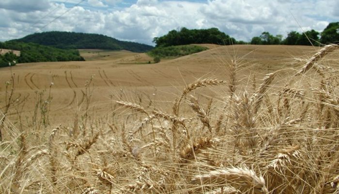 Imagem: Divulgação/EmaterRS