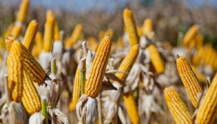 Sementes de milho (foto) e sorgo serão entregues nos municípios para retirada pelos produtores entre julho e setembro - Foto: Fernando Dias/Ascom Seapdr