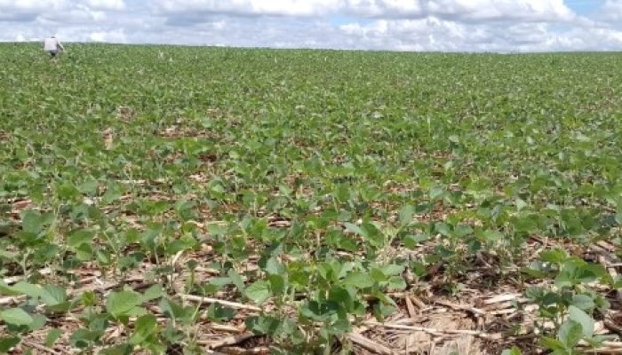 Foto: Divulgação Emater/RS-Ascar