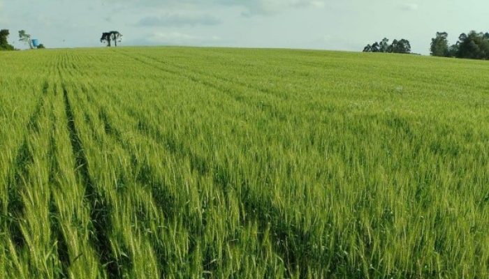 Foto: Ilo Edemar Waide