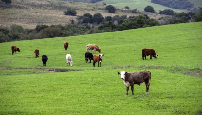 Foto: Fernando Dias/Seapdr