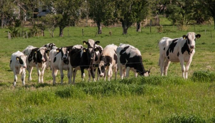 Os produtores rurais são obrigados a informar os dados referentes aos animais que criam em suas propriedades - Foto: Fernando Dias/Ascom Seapdr