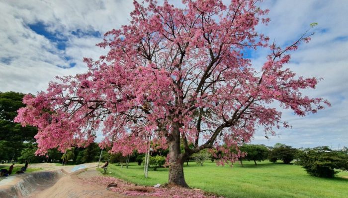 Foto: Fernando Oliveira /MetSulMeteorologia