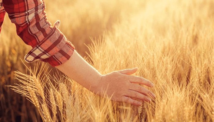 3-congresso-nacional-das-mulheres-do-agronegocio-antecipa-cases-de-sucesso-com-foco-em-design-innovation