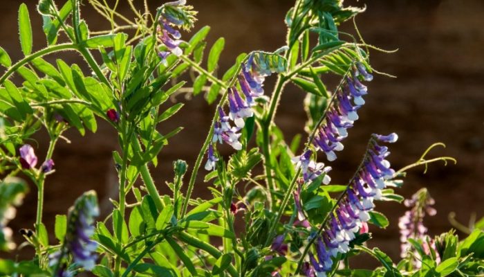 Programa contempla espécies como azevém, aveia preta, aveia branca, trigo duplo propósito, ervilhaca (foto) e capim sudão - Foto: Fernando Dias/Ascom Seapdr