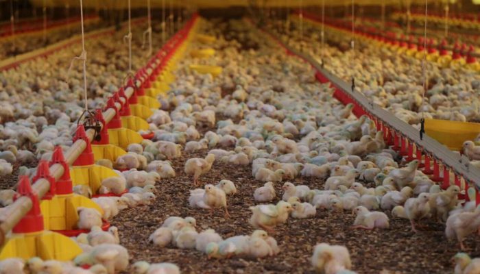 49242873363_16898ec22d_k