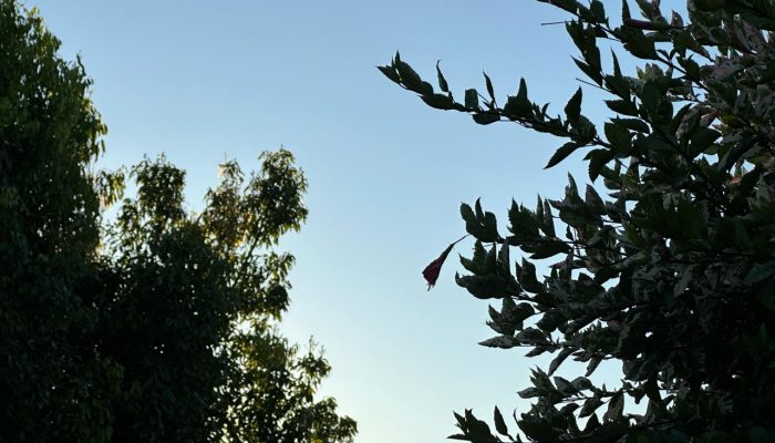 6a92cf3e-fbcb-477a-8c31-a341e96b8dcc