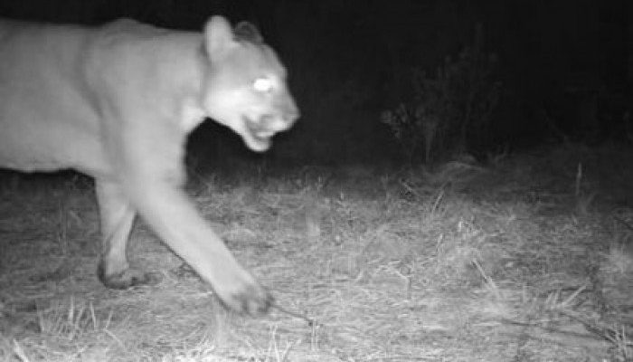 700x0_1601986365_499871026