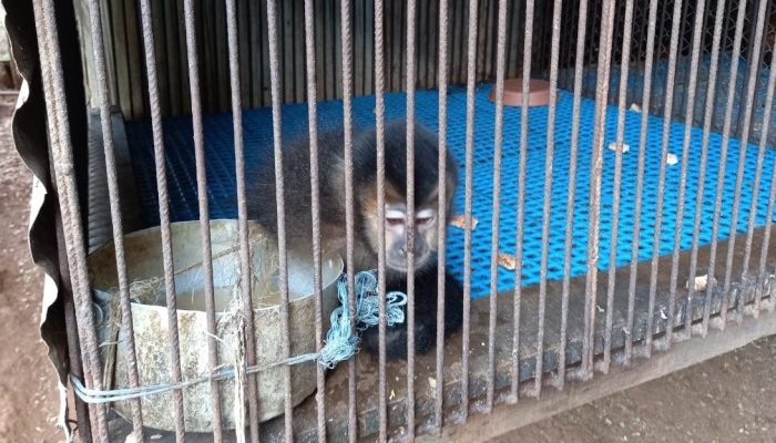 700x0_1611237129_1618633752