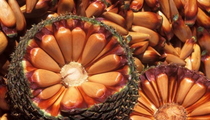 700x0_1617716569_231593454