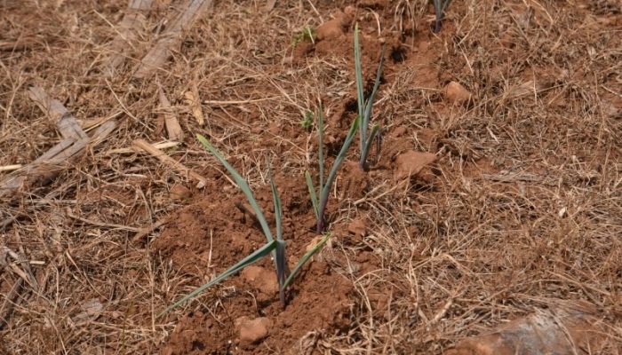 Imagem Ilustrativa | Foto: Aires Mariga/Divulgação.