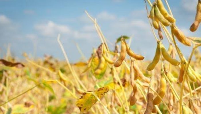 898e908f5c4a018a497c7ce70682b0df