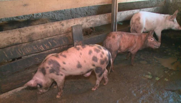 8A4549BF-EE6E-423B-9256-5537F7BC2BD8