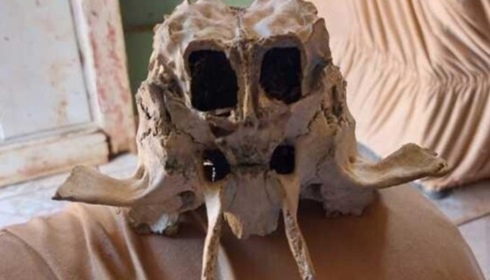 95cf43e0f1a5f9ac1463cd137f64edff