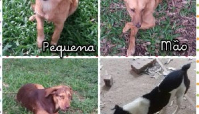 APA-QUATRO-PATAS-300x300