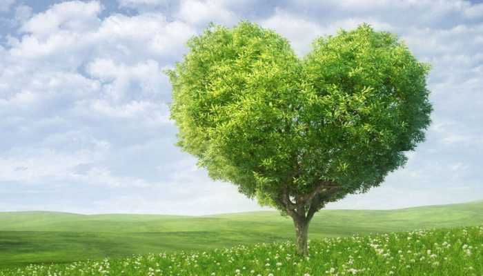 Arvore-Amor-Destaque