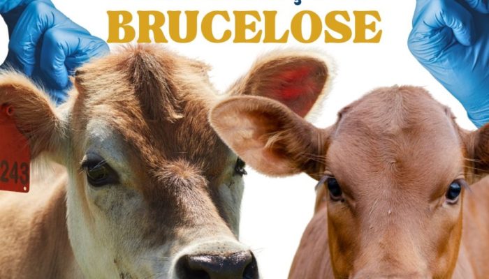 Brucelose