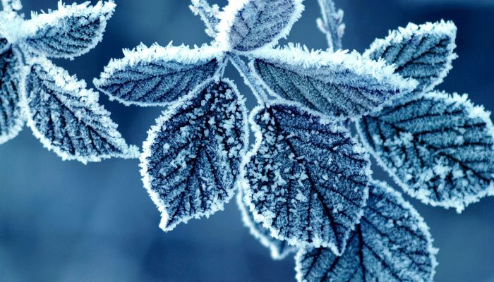 Cold-winter-morning-frost-leaves_1280x1024