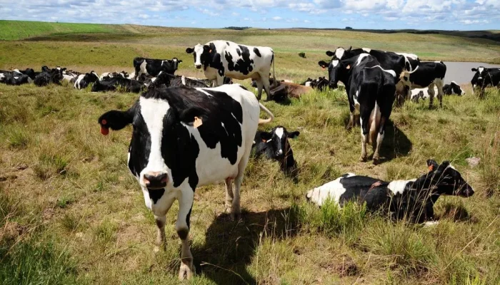 EumbV05U-gado-leiteiro-Luiz-Chaves