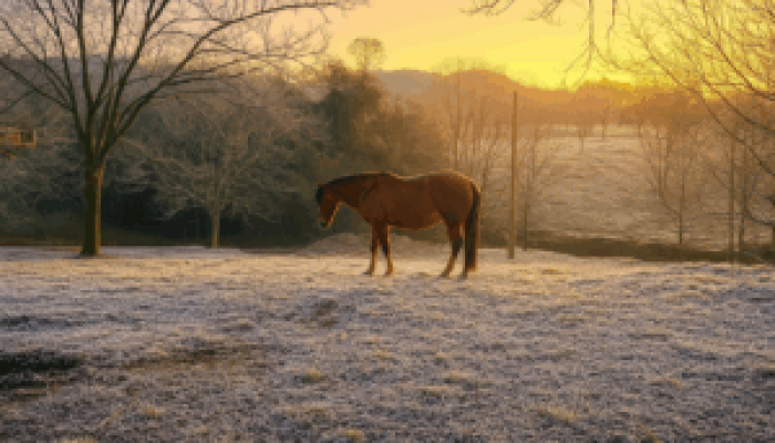 Foto-Geada-Victoria-Pitol-300x200