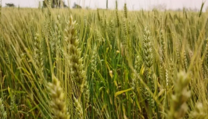 FzqlzJD4-10143621_6667_GDO