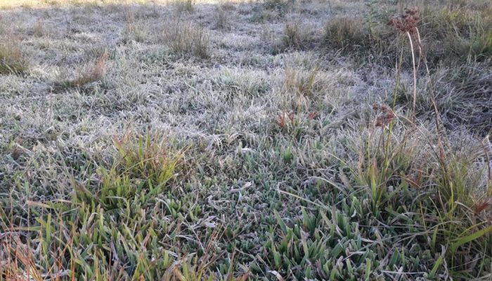 Geado cobriu os campos de Alto Alegre: Foto: Marines Batistti