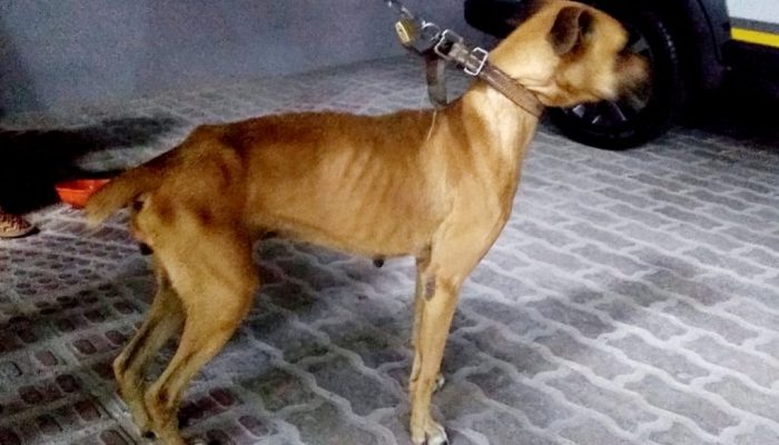 IMG-20210423-WA0277-1024x768