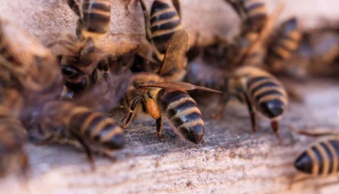 A closeup shot of many bees on a wooden surface