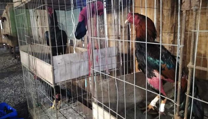 No local tinham dois rinheiros (Crédito: Divulgação/ Patram)