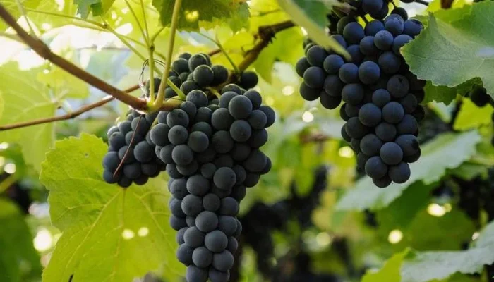 Safra-Aurora-2025-1-Credito-Zeto-Teloken